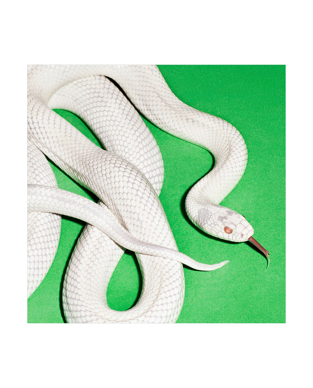 Deftones - CD "Private Music" - D2fy · Rocktud - Rocktud